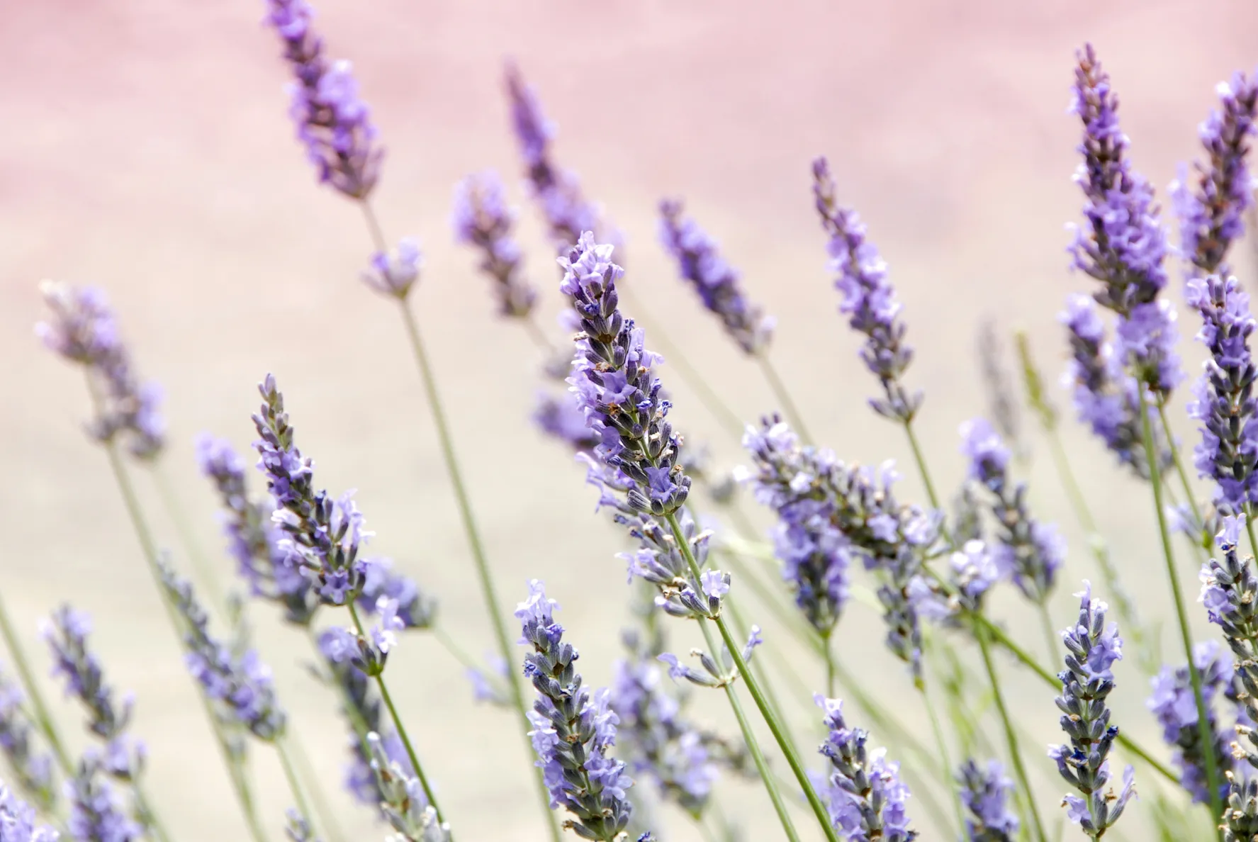 janine-joles-_2oDf30N6BY-unsplash