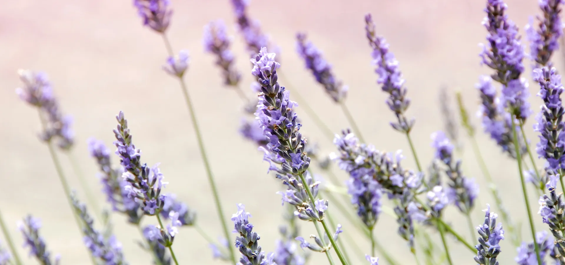 janine-joles-_2oDf30N6BY-unsplash